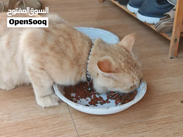 شيرازي لون مميز. فرصه لا تعوض