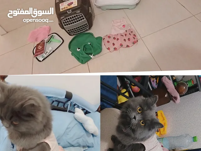 قطه سكوتش بسعر رمزي لطيفه واليفه وبتحب اللعب