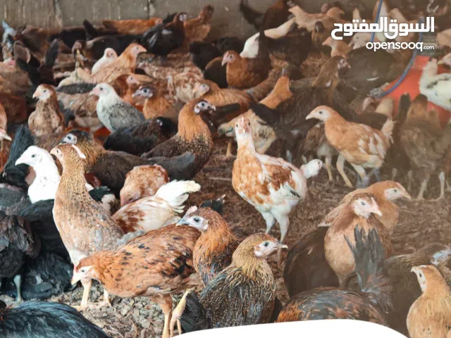 دواجن محليه للبيع العمر من شهرين إلى 3 أشهر ونص