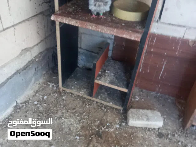 امراوس  نثيه كشكيه بفحل