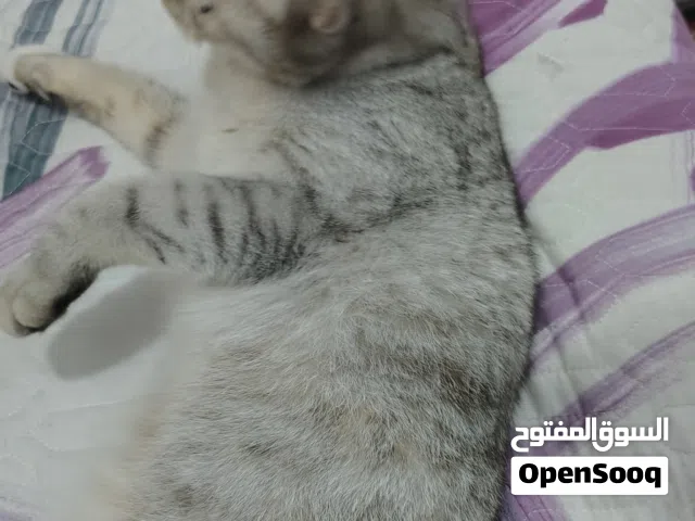 قطط للتبني مجانا