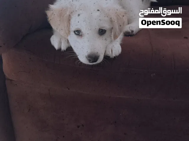 كلب الماني جولدن