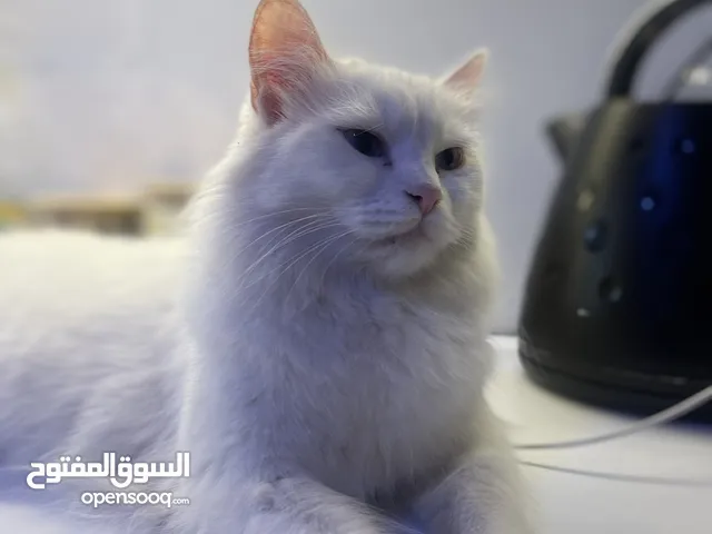 قطط للبيع نوع شيرازي تركي