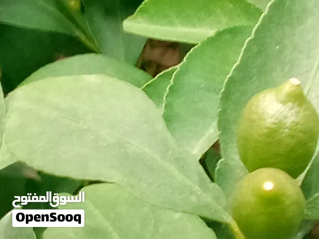 اشجار ليمون شهري عمر 3سنوات بداية حمل