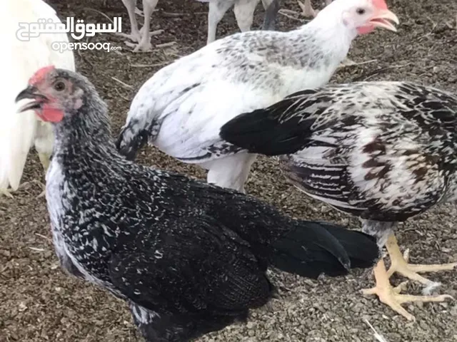 دجاج عماني محلي جاهز للذبح والتربية بصحة ممتازة