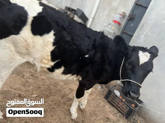 بقره عمرها تسعه شهور المانيه