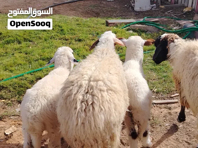 زوز نعجات وطنيات تحتهم زوز خرفان راويات ربي يبارك سنهم وحدة كيف رقت اول جمع والتانية جامعة جمع صغير