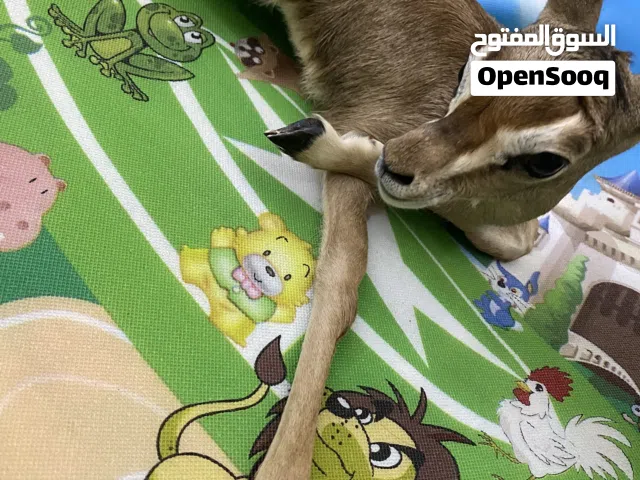 غزال الدماني