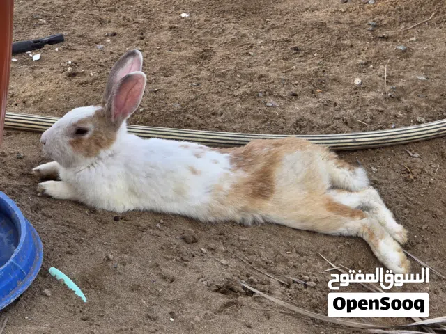 أرنب عماني ذكر للبيع