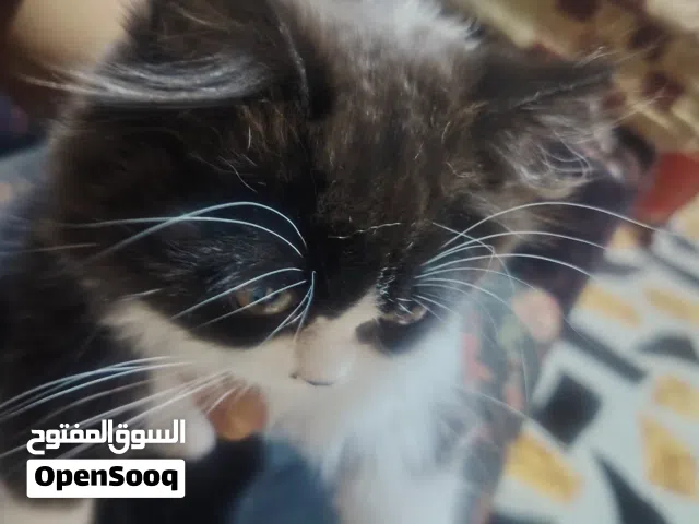 قطة صغيرة نوع هملايا للبيع اقرة الوصف