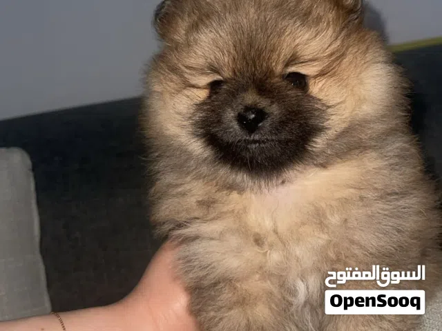 بومارينيان بيور اصغر حجم  ألوان نادرة