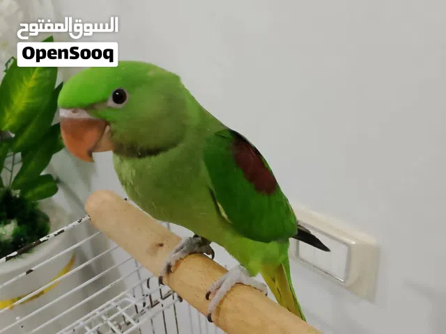 دره امريكي جاهز للتدريب و الكلام