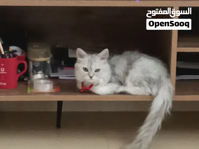 قطة  اليفة جدا ومدربه للبيع