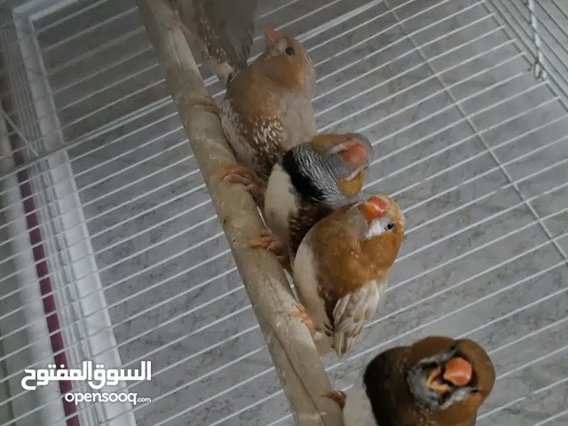 للبيع 5 ذكور زيبرا