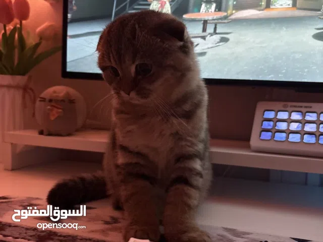 قطط سكوتش للبيع