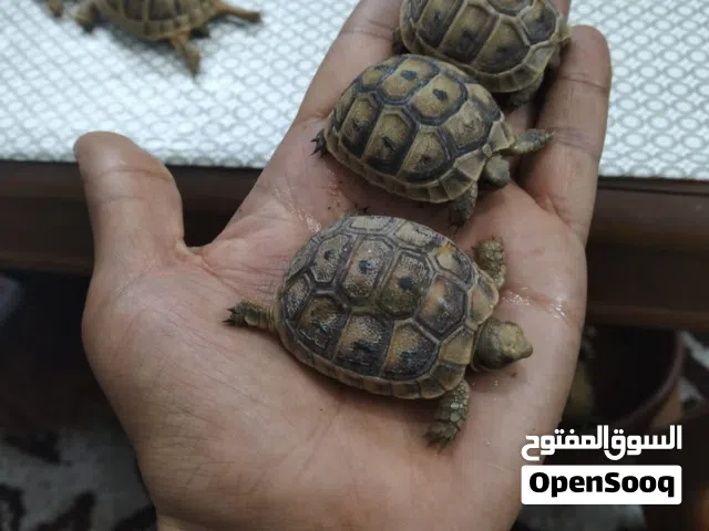 سلاحف من افخم وانضف ما يكون بسعر مغري حجم صغير كبير جميع الأحجام جواز. ...