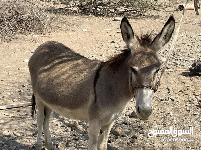 وصالة. ولاية شناص