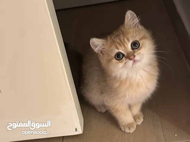 انثى برتش جولد العمر شهرين ونص