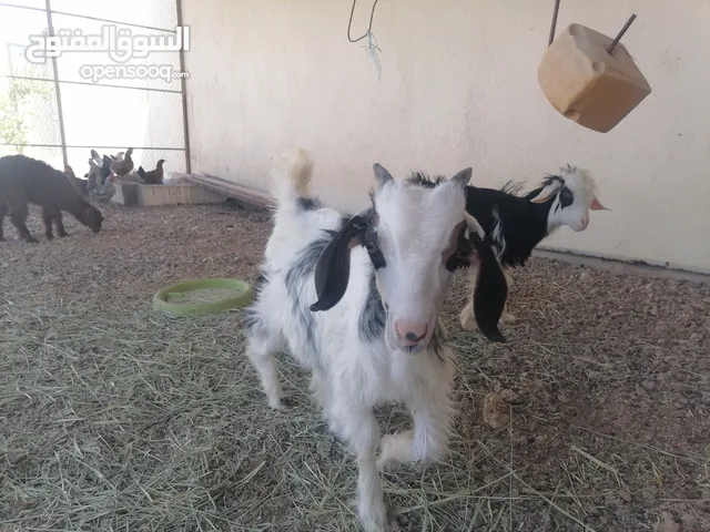 للبيع سخل عماني سمين
