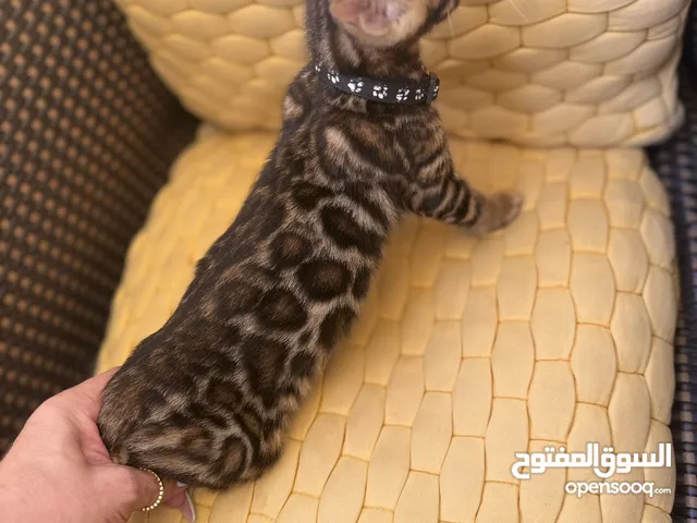 High quality pure  bengal boy