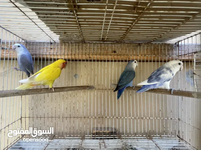 للبيع  طيور حب