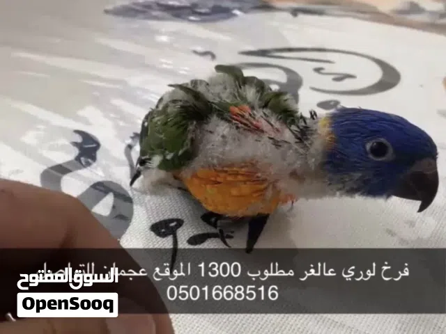 فررخ لوري عالغر