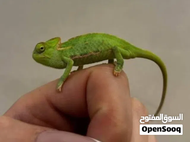 بيبي كامليون الوان جذابه احجام مختلفه ويتوفر سلاحف بيبي والاغوانا