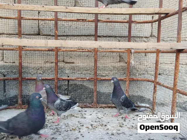 حمام لوت للبيع