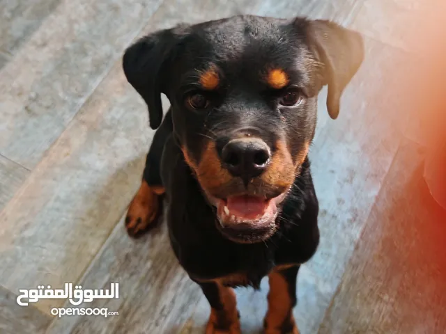 للبيع روتوايلر نثيه rottweiler