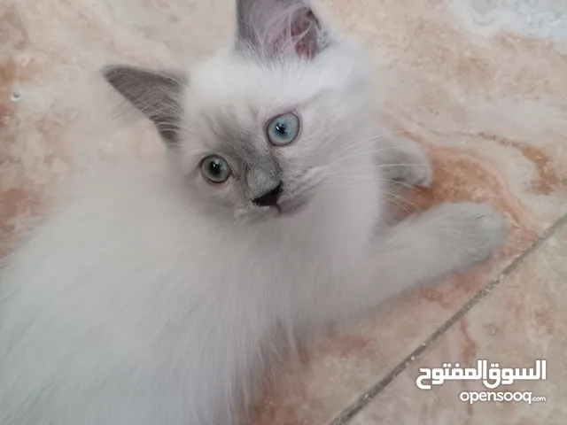 قط هيمالايا 4 اشهر مطعمة اليف محب عنده شهادة تطعيم