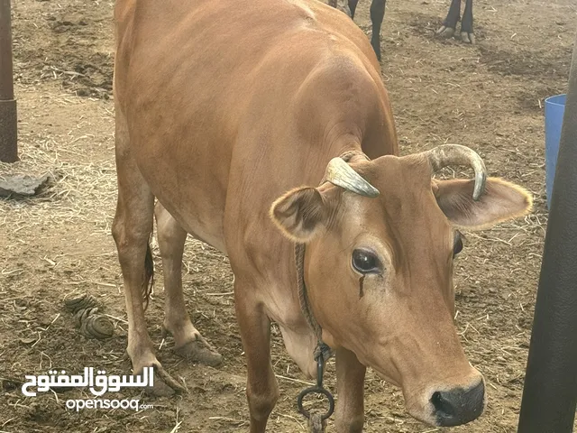 أبقار محلية عمانية للبيع