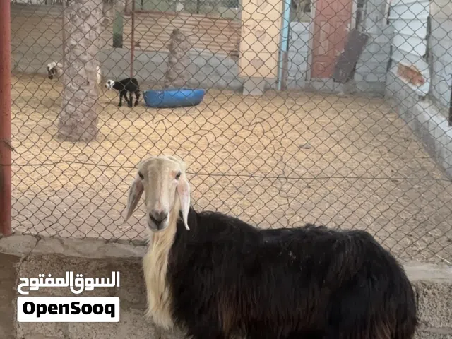 كبش للذبح والتربيه نجدي