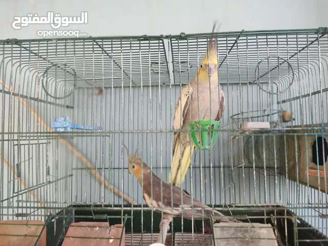 طيور كوكتيل جوز كوكتيل