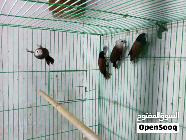 طيور زوجين مقنع كما في الصوره و 6 ازواج فنجس