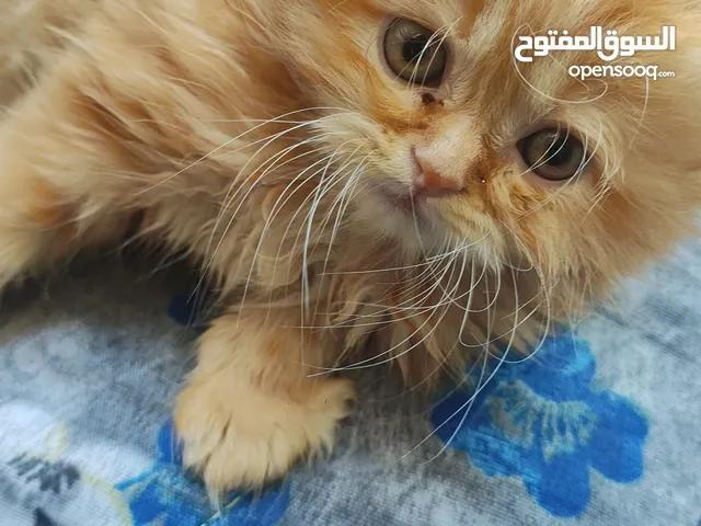 قط باندا عمر 60 يوم