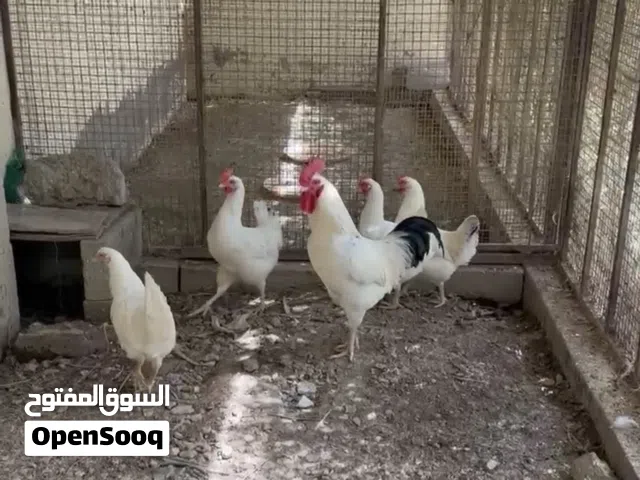 فرنسي منتجات