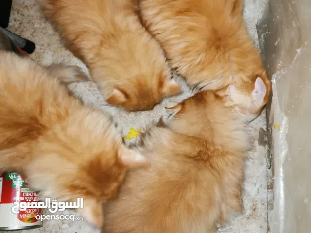 قطط سيبيريه لون مميز أشقر كارميل و بصحه جيده Siberian cats are a distinctive color of caramel blonde