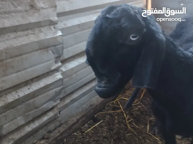 عنزة شامية للبيع