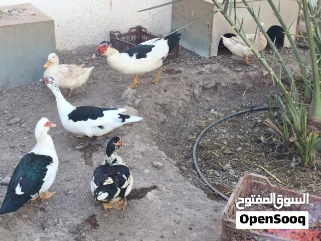 بط الحجم الكبير منتج