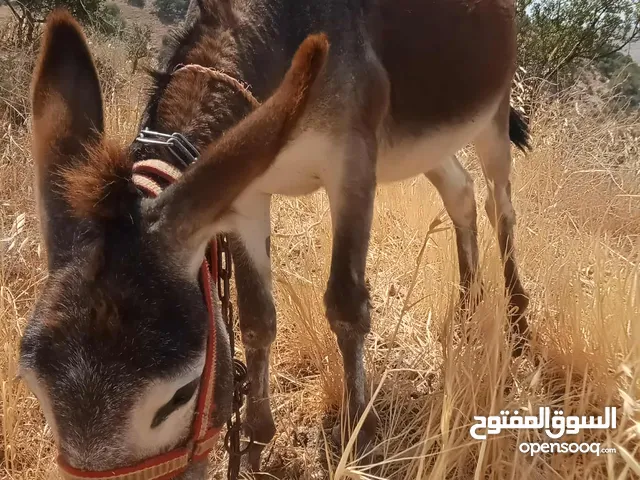 جحشه زرقا قطعه حلوه