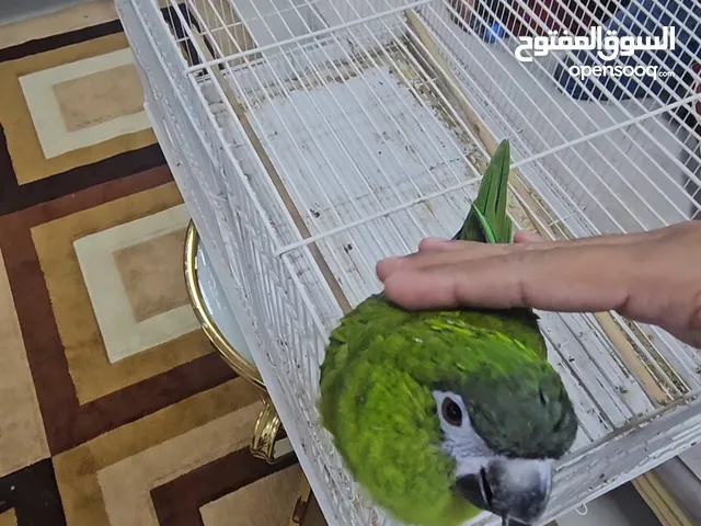 mini macaw ميني مكاو