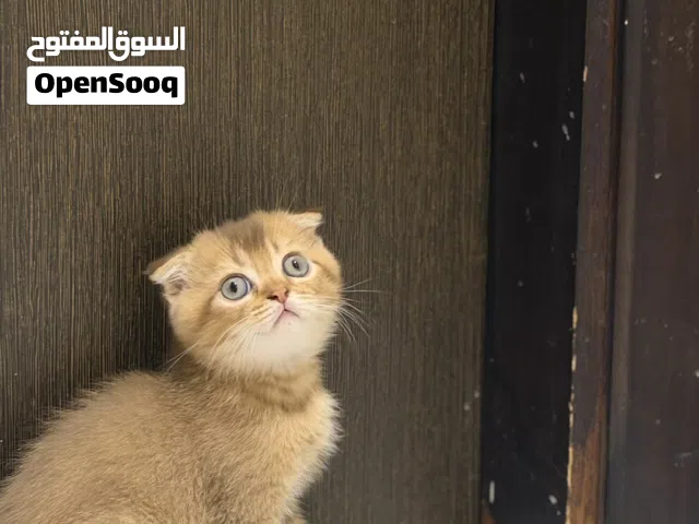 Pure scottish fold kittens