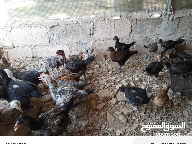 فراخ بلدي ومشكل