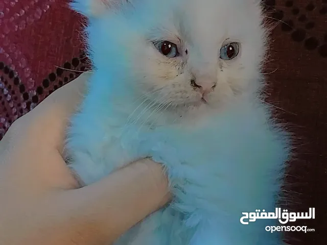 قطط هملايا كتن للبيع عمر شهر ونص