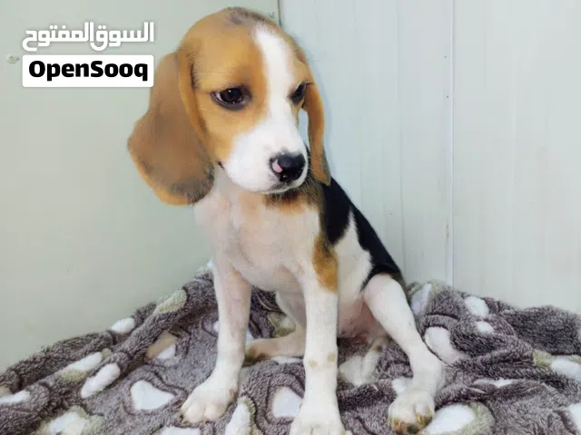 beagle puppy available for sale
