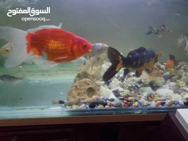 سمك غولدن مع الحوض
