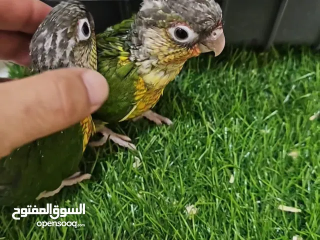فروخ انتاج محلي صن كنيور باينبل كنيور جرين شيك كنيور تركواز كنيور طيور تقبل الغر بصحه ممتازه