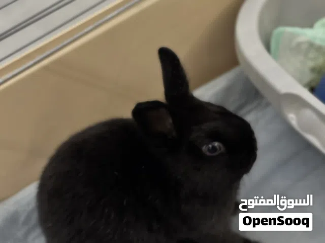 الأرنب القزم