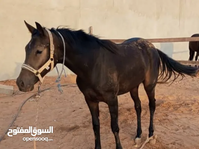 فلوه 16الشهر للبيع