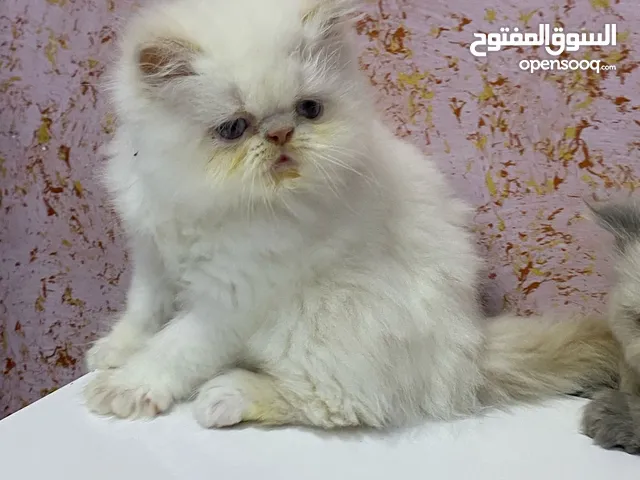 قطط هملايا بيكي فيس للبيع